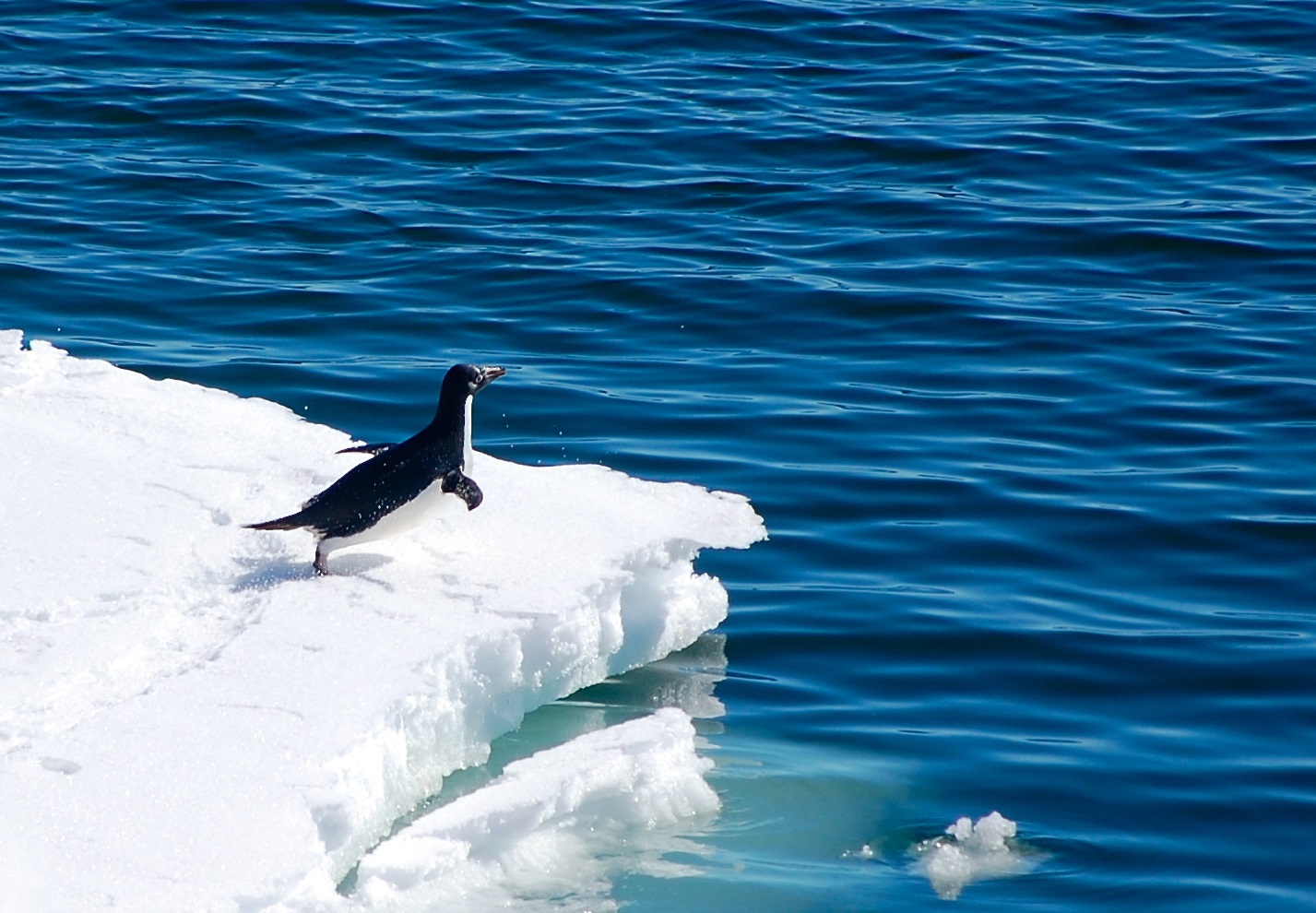 Melting glaciers feed Antarctic food chain - AGU Newsroom