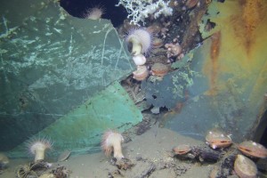 Bow of the Ewing Bank Wreck, a 19th century wooden-hulled sailing ship that lies in more than 600 meters (2,000 feet) of water. The image shows a close-up view of the copper sheathing attached to the outside of the wooden hull. After the vessel sank, it became a vibrant artificial reef now colonized by Lophelia pertusa coral (white), Venus flytrap anemones, and many other species of macrofauna. Credit: BOEM/Deep Sea Systems International 