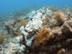 Coral bleaching happens when corals are stressed by conditions such as high temperatures. According to new research, global warming and the intense El Niño now underway are prolonging the longest global coral die-off on record. Credit: USGS. 