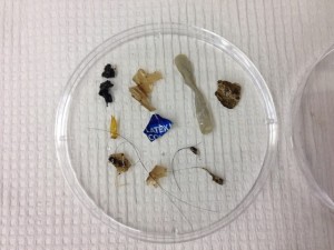 Although wastewater treatment plants are catching 90 percent or more of the incoming microplastics in wastewater, the amount of microplastics being released daily with treated wastewater into rivers is significant, ranging from 15,000 to 4.5 million microplastic particles per day per treatment plant. These microplastics can be a source of pathogenic bacteria. Pictured here is some plastic found in wastewater influent (raw sewage entering a wastewater treatment plant), near Bartlett, Illinois. Credit: Timothy Hoellein 