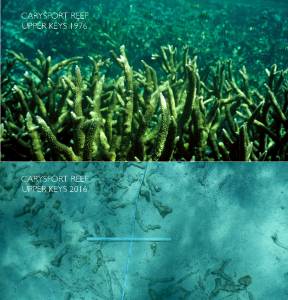 The extensive thickets of staghorn corals at Carysfort Reef, approximately six nautical miles east of Key Largo, Florida, are gone today and replaced by a structure-less bottom littered with the decaying skeletons of staghorn coral. Credit: Chris Langdon. 