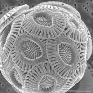 This microscopic view of a coccolithophore shows the saucer-shaped calcite plates the algae build around themselves. Scientists suspect the plates help coccolithophores survive and evade predators. Credit: Alison R. Taylor/University of North Carolina Wilmington Microscopy Facility, CC BY 2.5 via Wikimedia Commons. 