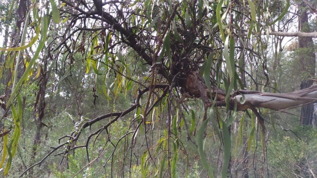 AGU Fall Meeting: Mistletoe is ‘kiss of death’ to drought-stressed ...