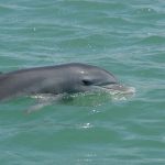 Bottlenose dolphins swim in Sarasota Bay Credit: Photo taken by Sarasota Dolphin Research Program under National Marine Fisheries Service Scientific Research Permit No. 20455.
