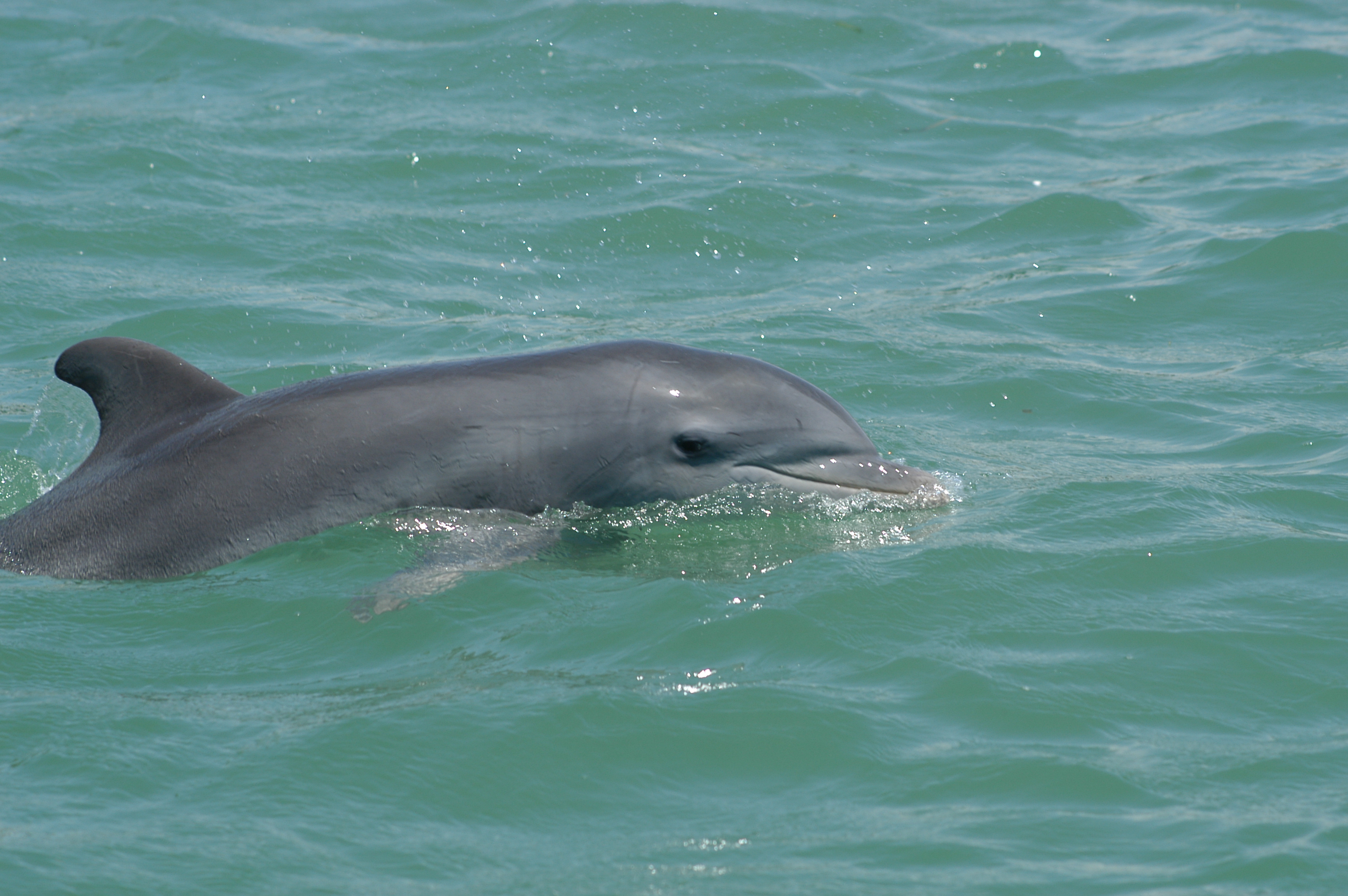 Bottlenose dolphins swim in Sarasota Bay Credit: Photo taken by Sarasota Dolphin Research Program under National Marine Fisheries Service Scientific Research Permit No. 20455.