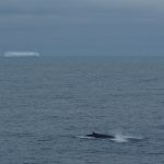 A fin whale surfaces at 58˚S in the southern Indian Ocean, at the southern end of the submerged Kerguelen plateau, in a photo captured in January 2010 from the R/V Marion Dufresne, the research vessel that collected hydrophone data for the new study. Credit: J-Y Royer