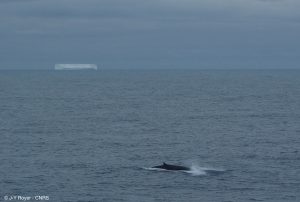A fin whale surfaces at 58˚S in the southern Indian Ocean, at the southern end of the submerged Kerguelen plateau, in a photo captured in January 2010 from the R/V Marion Dufresne, the research vessel that collected hydrophone data for the new study.  Credit: J-Y Royer 
