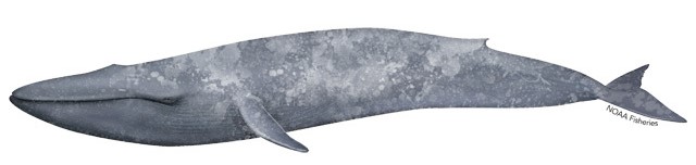 Blue whale. Credit: NOAA