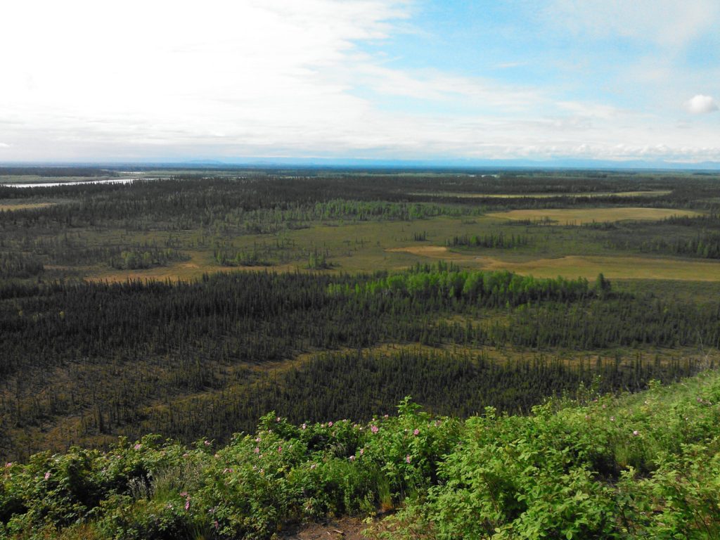 A UW-led team has found that early spring rainfall warms up a thawing permafrost bog in Alaska and promotes the growth of plants and methane-producing microbes. Credit: Rebecca Neumann/University of Washington