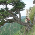 Two researchers balance on the edge of a cliff to sample an ancient pine tree. The team sought out the oldest trees on the western Loess Plateau in north central China, creating a nearly 450-year record of rainfall. Credit: Liu Yu