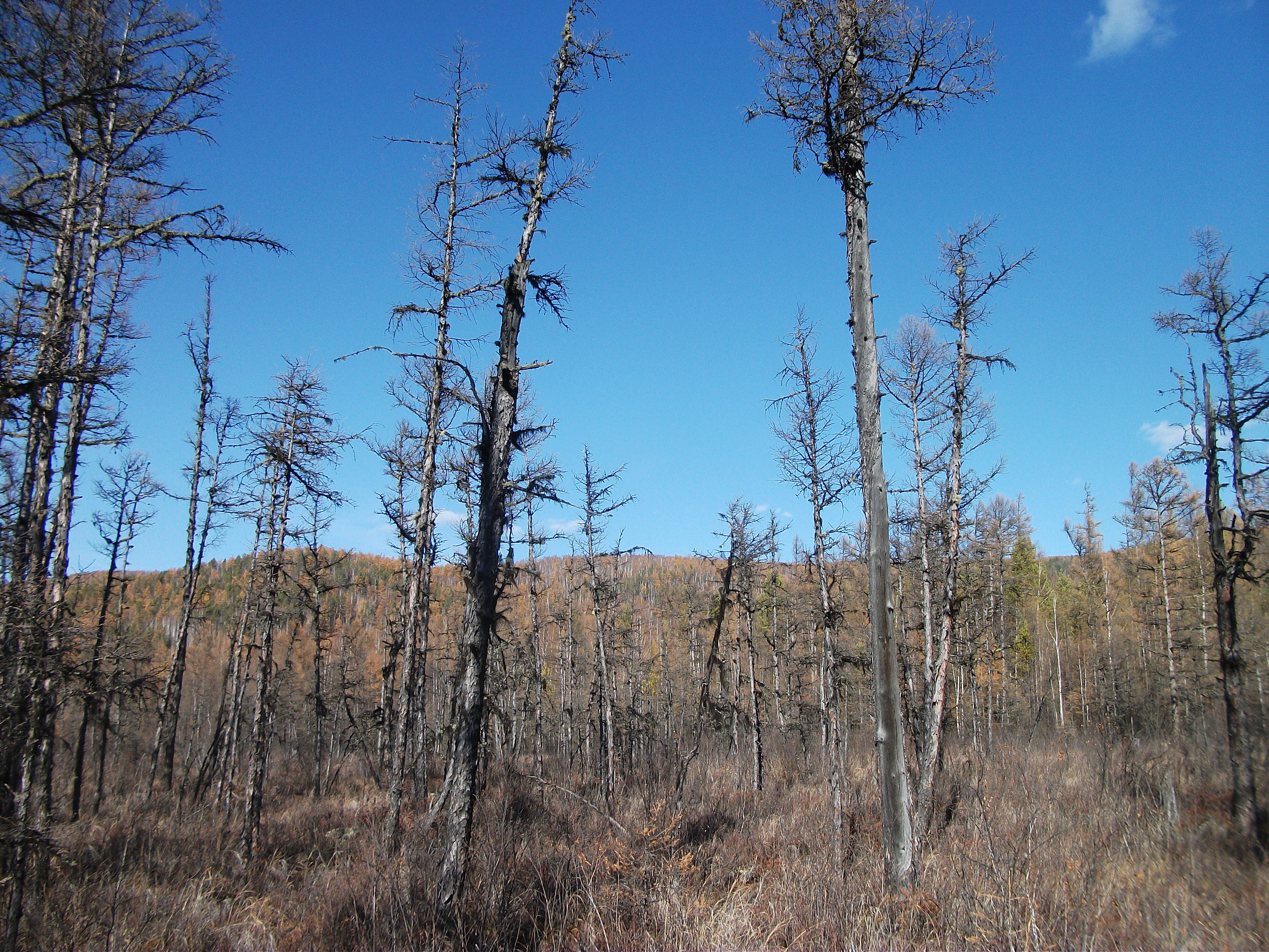 A photo of Dahurian larch trees growing in the permafrost plains of Northern China. New research finds climate change is giving the thin, tall trees a growth spurt. Credit: Xianliang Zhang. 