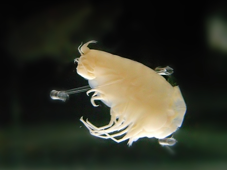 Hirondellea gigas, a type of amphipod that lives in the Mariana Trench. Credit: Daiju Azuma, CC BY 2.5