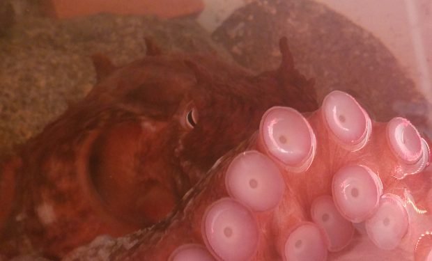 giant pacific octopus