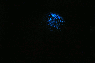 Blue bioluminescence produced by red Noctiluca scintillans when a drop of water is introduced into an aquarium. Credit: Sheng-Fang Tsai, National Taiwan Ocean University