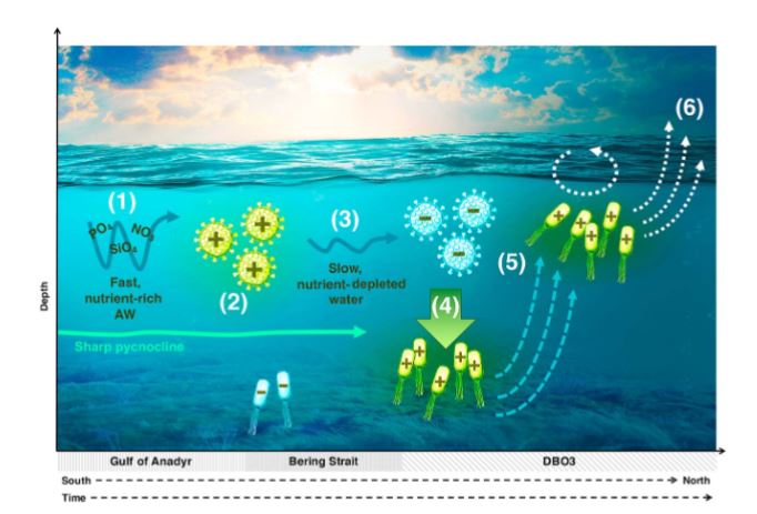 This illustration shows how cloud seeds may interact with a phytoplankton bloom and weather events, eventually rising to the atmosphere. Credit: Creamean et al/Geophysical Research Letters/AGU. 