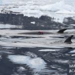 Cameras attached to the backs of Antarctic minke whales with suction cups. The footage shows scientists how these mysterious creatures feed and respond to different amounts of sea ice. Credit: Jacob Linsky/National Marine Fisheries Service.