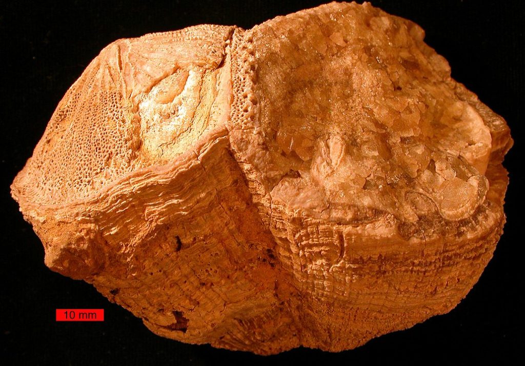 Rudist bivalves (Vaccinites) from the Cretaceous of the Omani Mountains, United Arab Emirates. Credit: Wikipedia, Wilson44691 - Own work, Public Domain