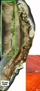 Daily and seasonal layers are visible in a cross section through the specimen of the rudist clam Torreites sanchezi analyzed in the new study. The red box highlights well-preserved parts of the shell. The inserts show microscopic images of the daily laminae which are bundled in groups likely linked to the 14/28 day tidal cycles. Credit: AGU