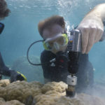 WHOI scientist Anne Cohen (left) and MIT-WHOI Joint Program student Nathan Mollica extract core samples from a giant Porites coral in Risong Bay, Palau. Credit: Richard Brooks, Lightning Strike Media Productions, Palau.