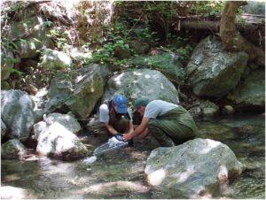 Researchers take samples of insects in California’s Big Creek to test levels of mercury in their bodies. Credit: Dave Rundio. 
