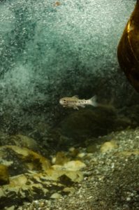 A juvenile steelhead trout in Big Creek, California. Credit: Morgan Bond.