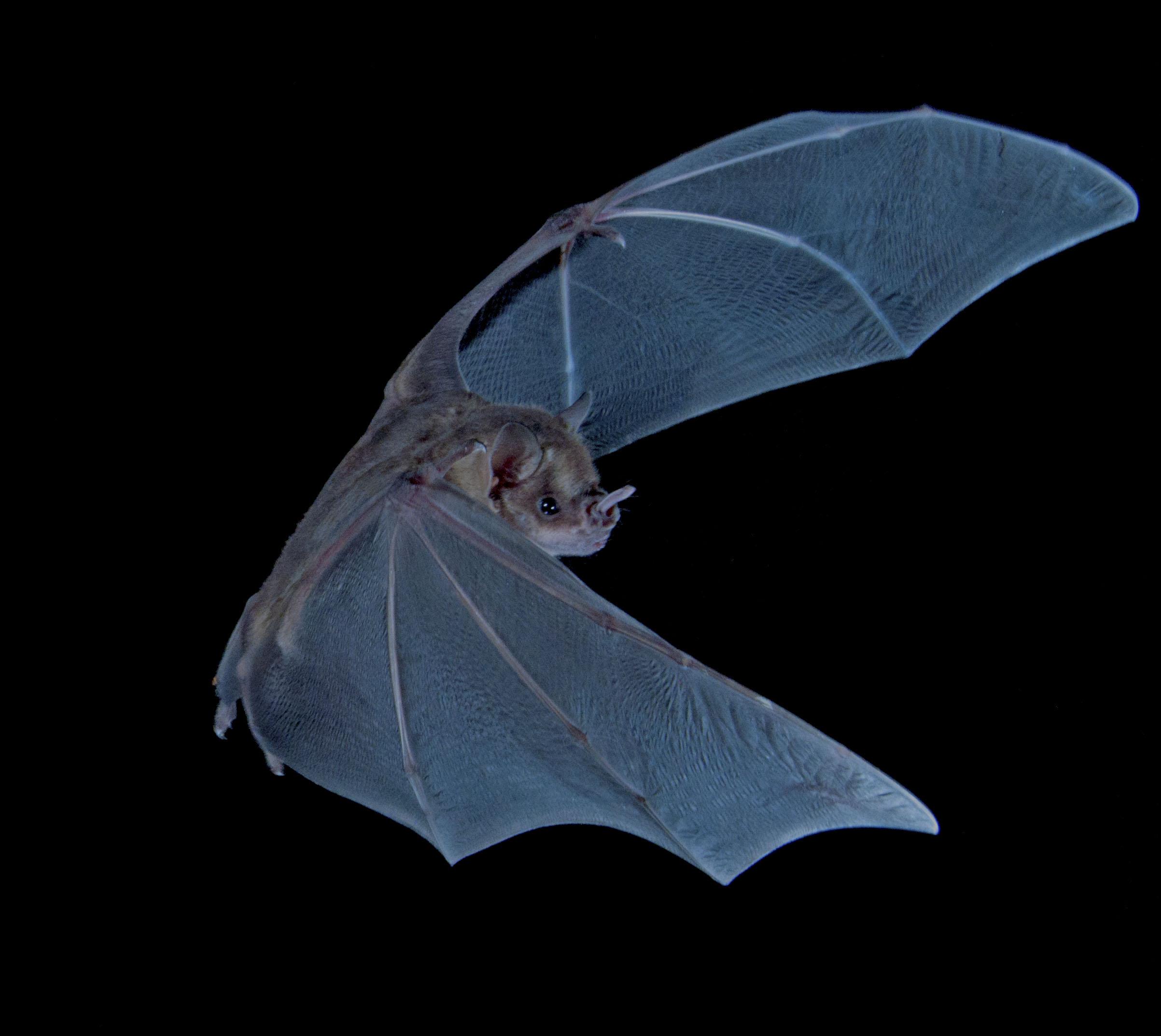 photograph of a Jamaican fruit eating bat in flight