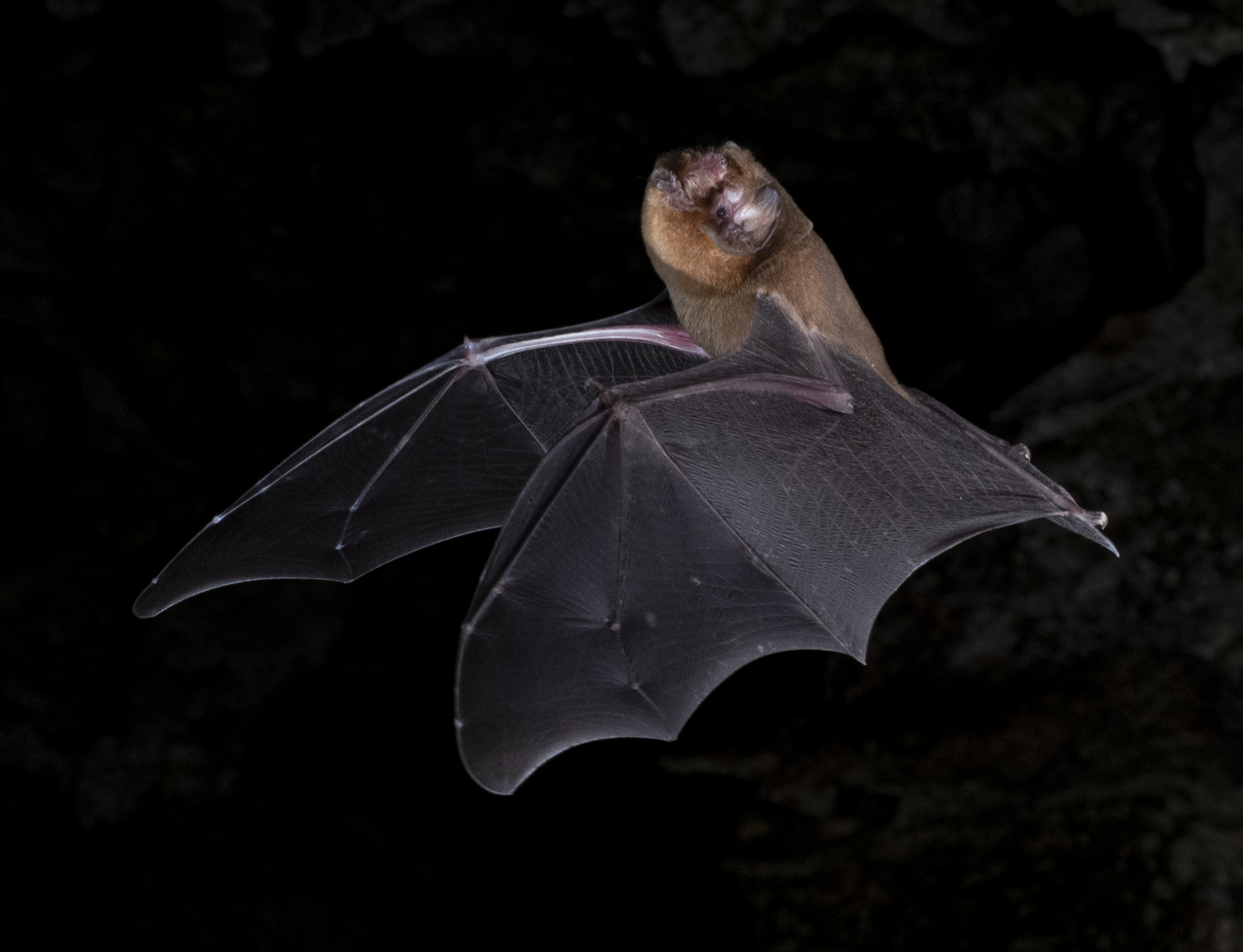 photograph of Antillean ghost-faced bat in flight