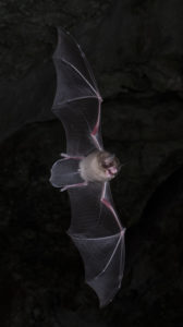 photograph of Parnell's mustached bat in flight