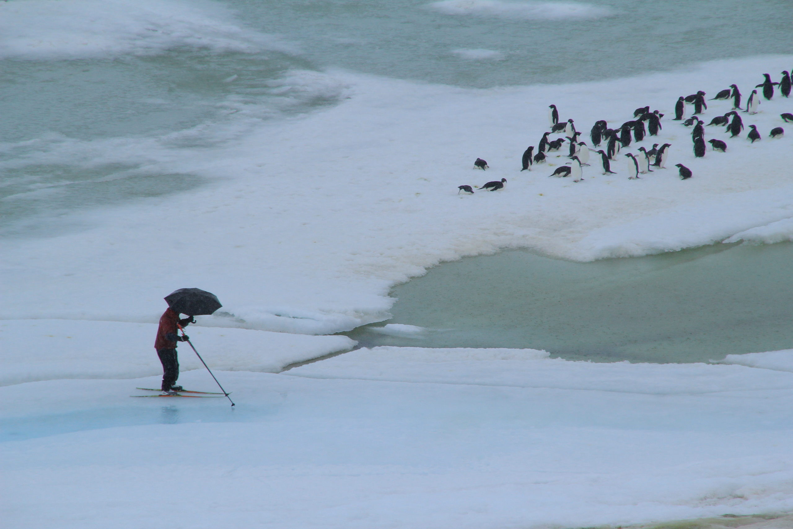 photograph of snowy ground surrounded by water, a man on skis with an umbrella and penguins huddled in the rain