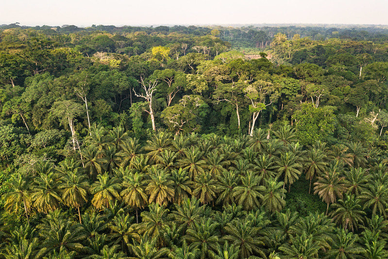 An image of the Congo rainforest, with a dense palm tree plantation in the foreground and a small clearing in the middle of the forest.