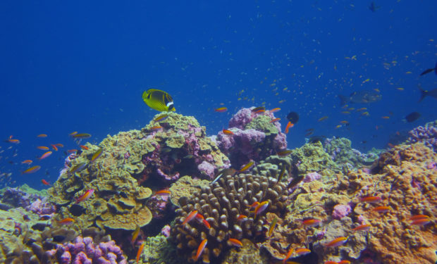 Underwater photograph of a healthy coral reef in the Phoenix Islands Protected Area.