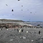 A colony of penguins standing on grey rocks and sand near the edge of the ocean. Other birds fly in the cloudy sky.