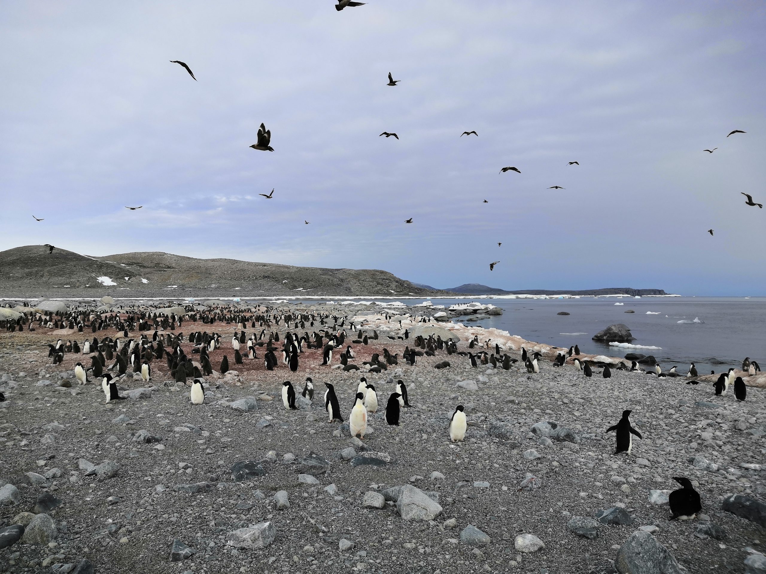 A colony of penguins standing on grey rocks and sand near the edge of the ocean. Other birds fly in the cloudy sky.