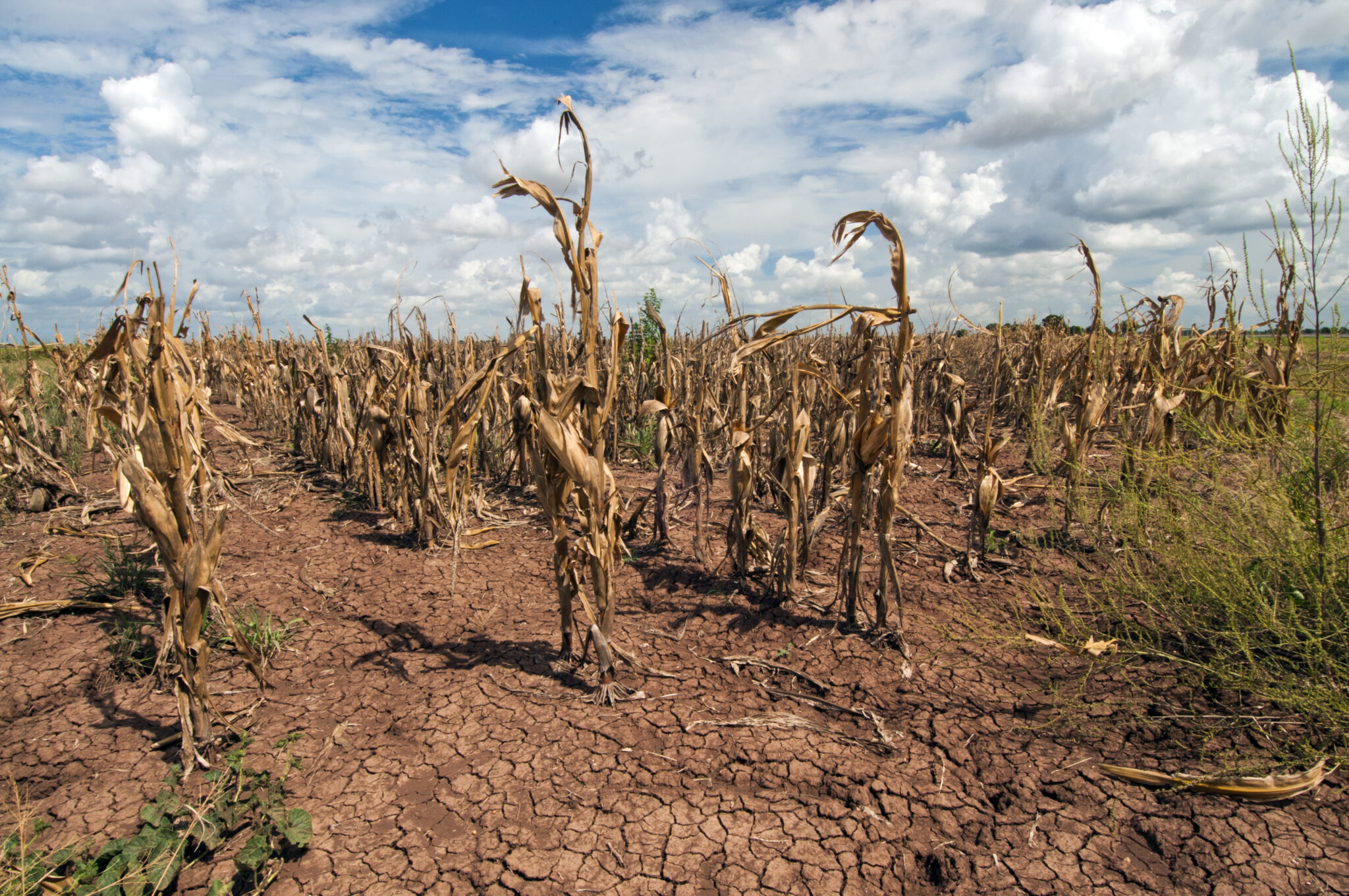 corn-Texas-2013-drought-USDA-2048x1360 image