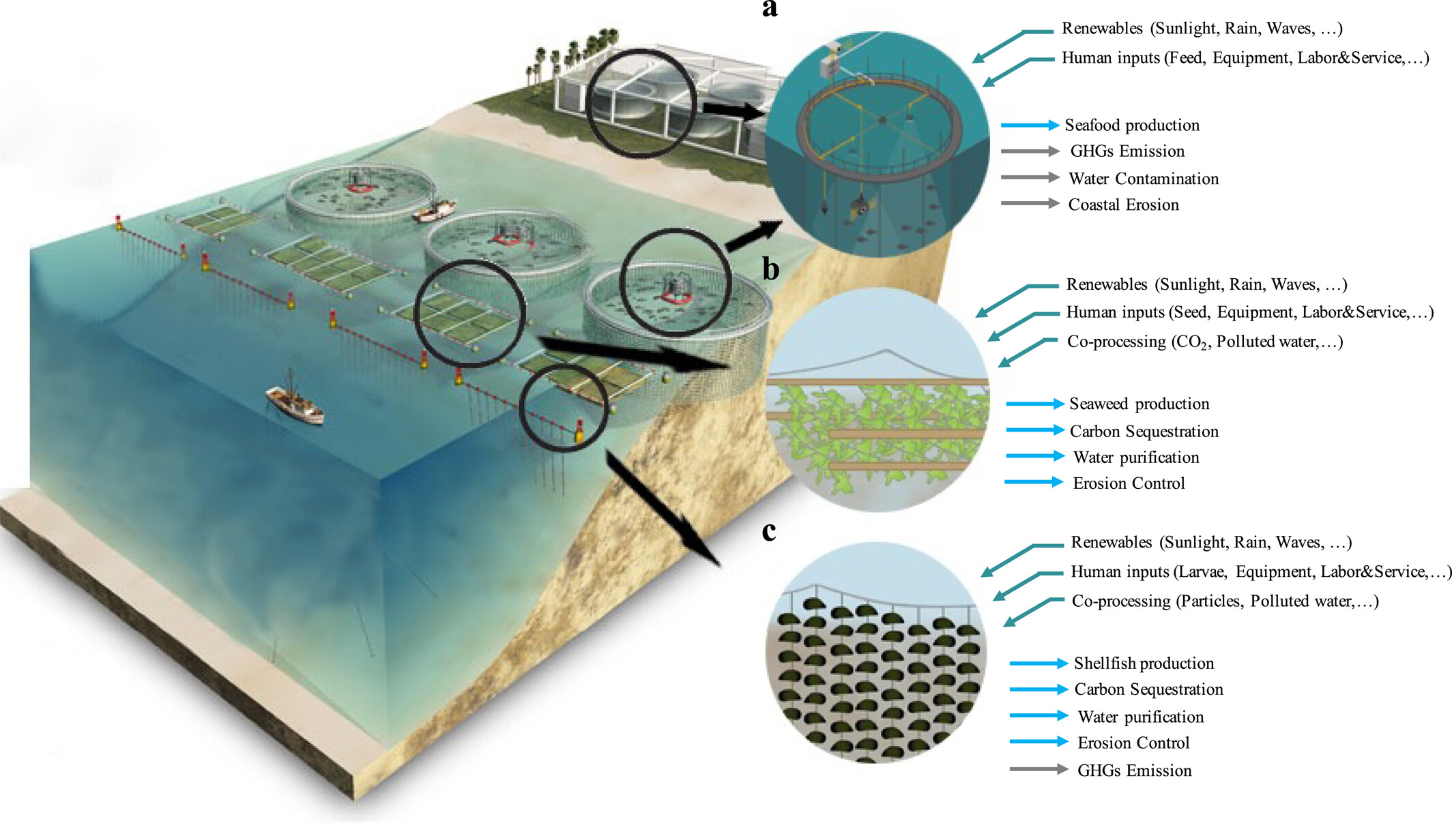 5/16/2024 Farming seas wisely brings ecological benefits AGU Newsroom