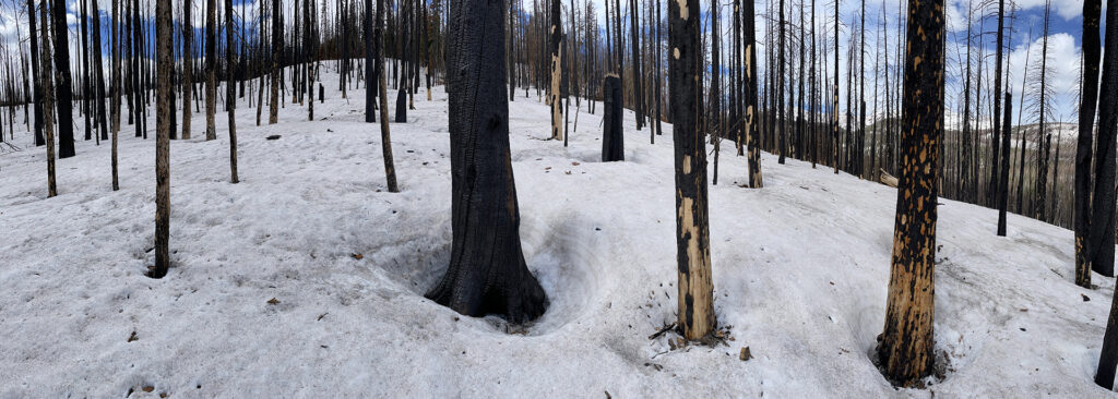 Snow covers the ground on a mountaintop of burned trees.