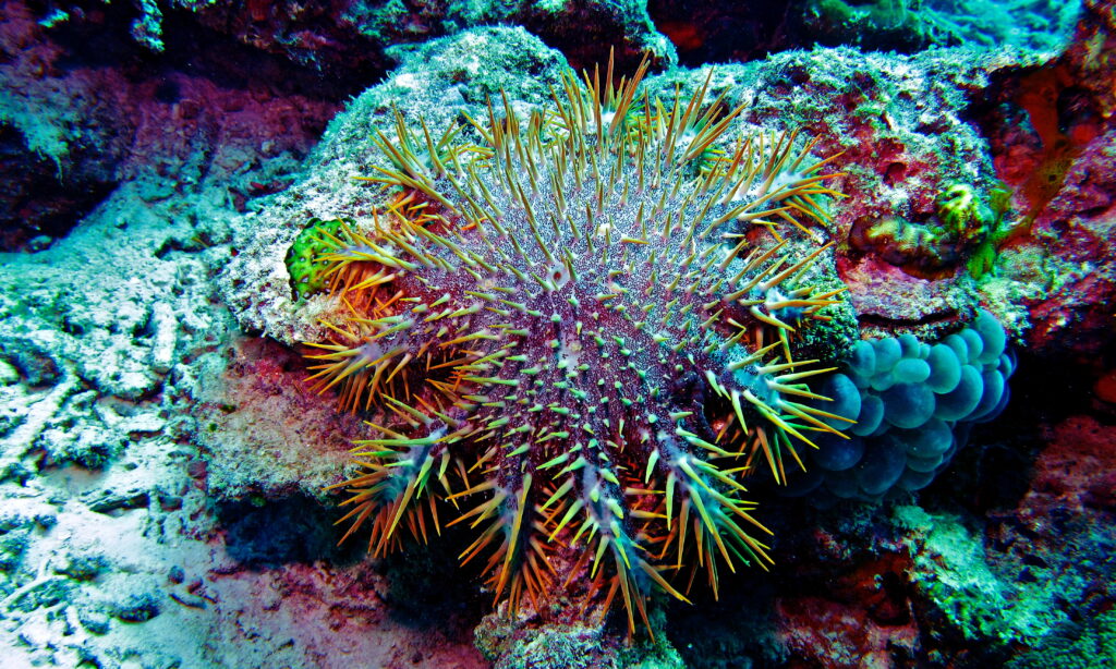 A large, spiky starfish on a coral reef.