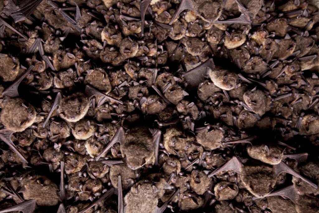 A group of gray bats cluster on the ceiling of a cave.