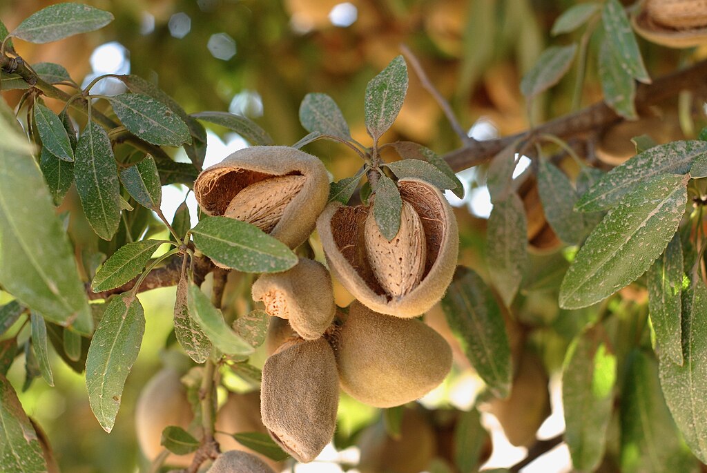 close up photograph of almonds on a tree