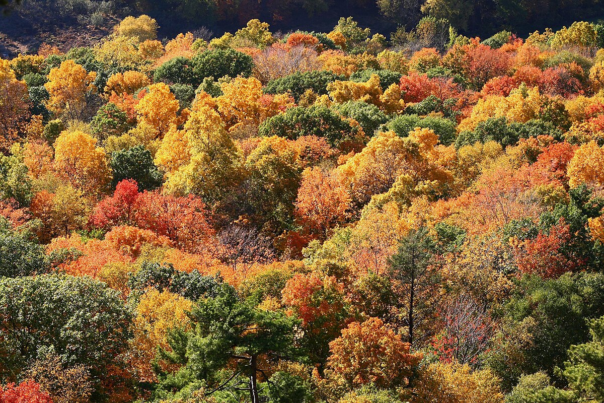 A wide photograph shot of the topside of a forest bursting with autumn colors in greens, yellows, oranges, and reds..