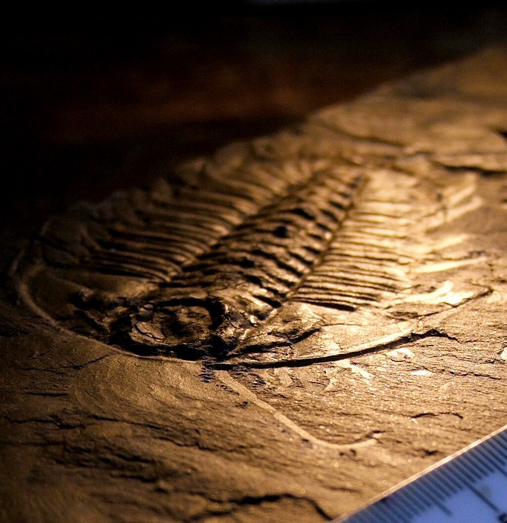 photograph of a trilobite fossil, captured obliquely. Light and shadow outline the imprint of the hard body parts and soft antennae