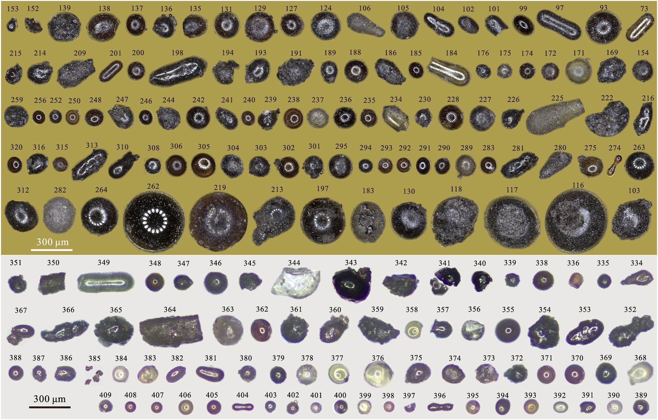 A down facing photograph of 100 Moon beads in various sizes, colors, and shapes. They resemble pearls in shades of gray, white, and silver with tear drop, circular, and oblong shapes.