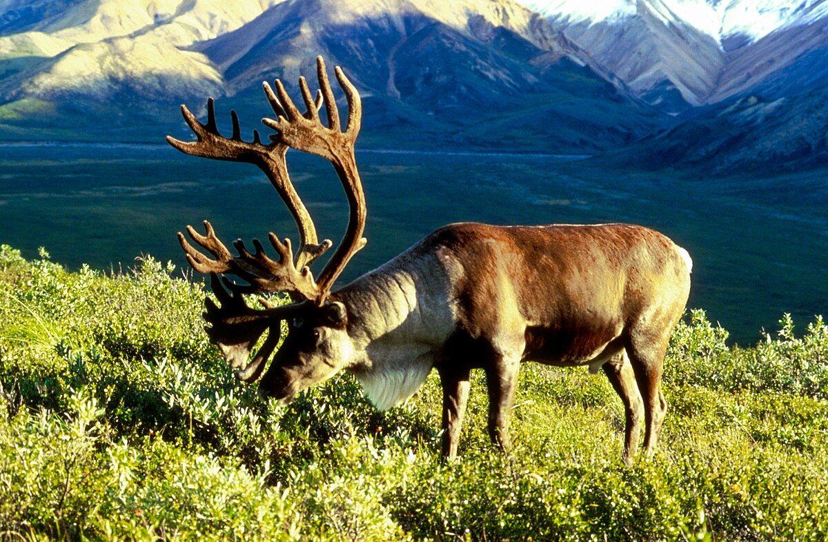 Photograph of a large caribou with large antlers with his head down grazing on lush green grass. He is standing on a green hill with partly shaded mountains set on the background behind him. The tops of the mountains are covered in snow.