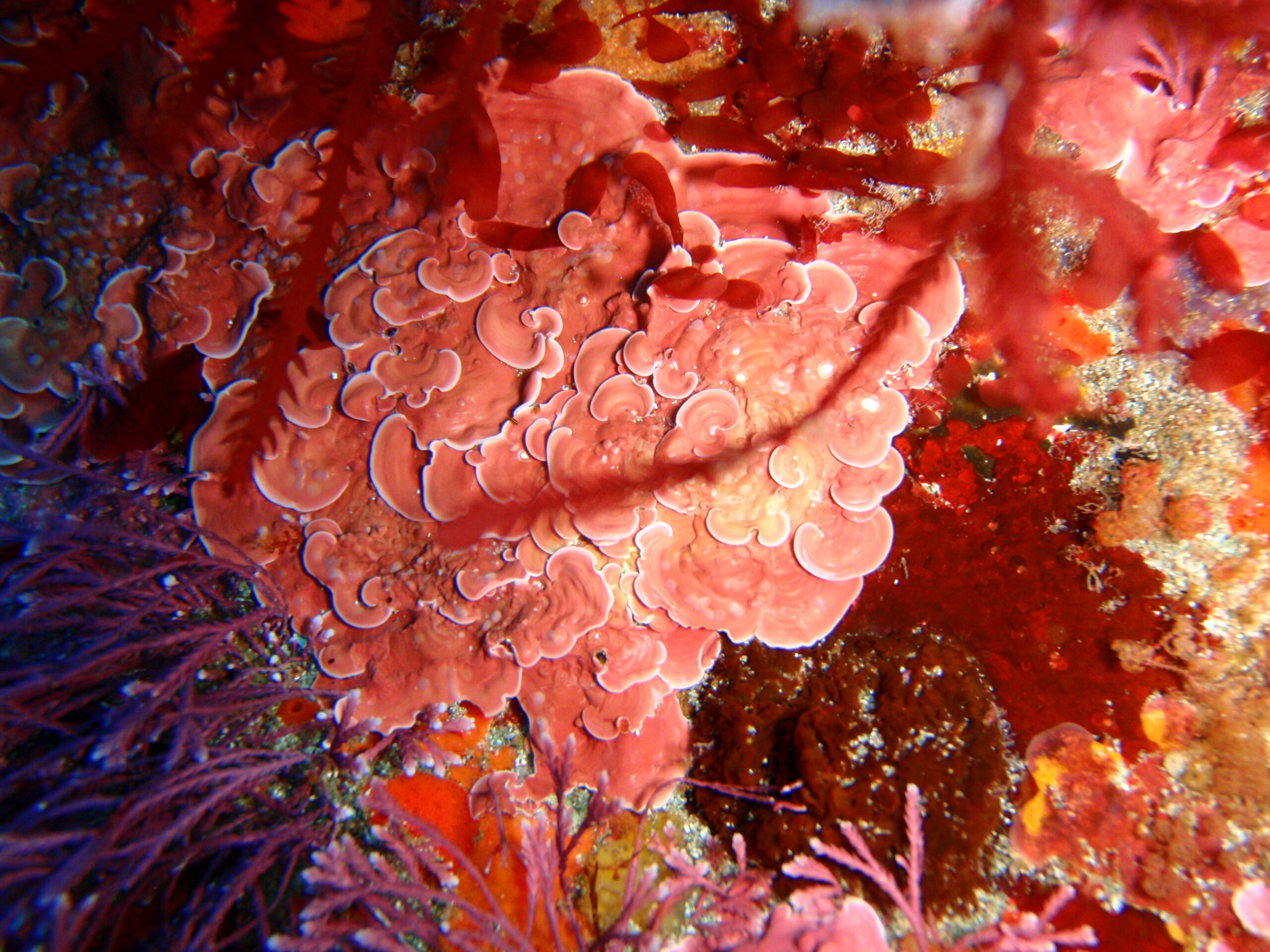 A frilly, coral-like, crustose algae growing among other marine life on a reef