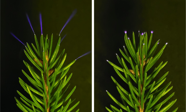 Weak electrical discharges glow on the tips of spruce needles observed up close