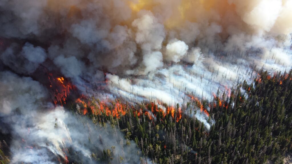 An aerial view of a wildfire burning a conifer forest, with the frontline of the fire visible and plumes of smoke obscuring the forest behind it