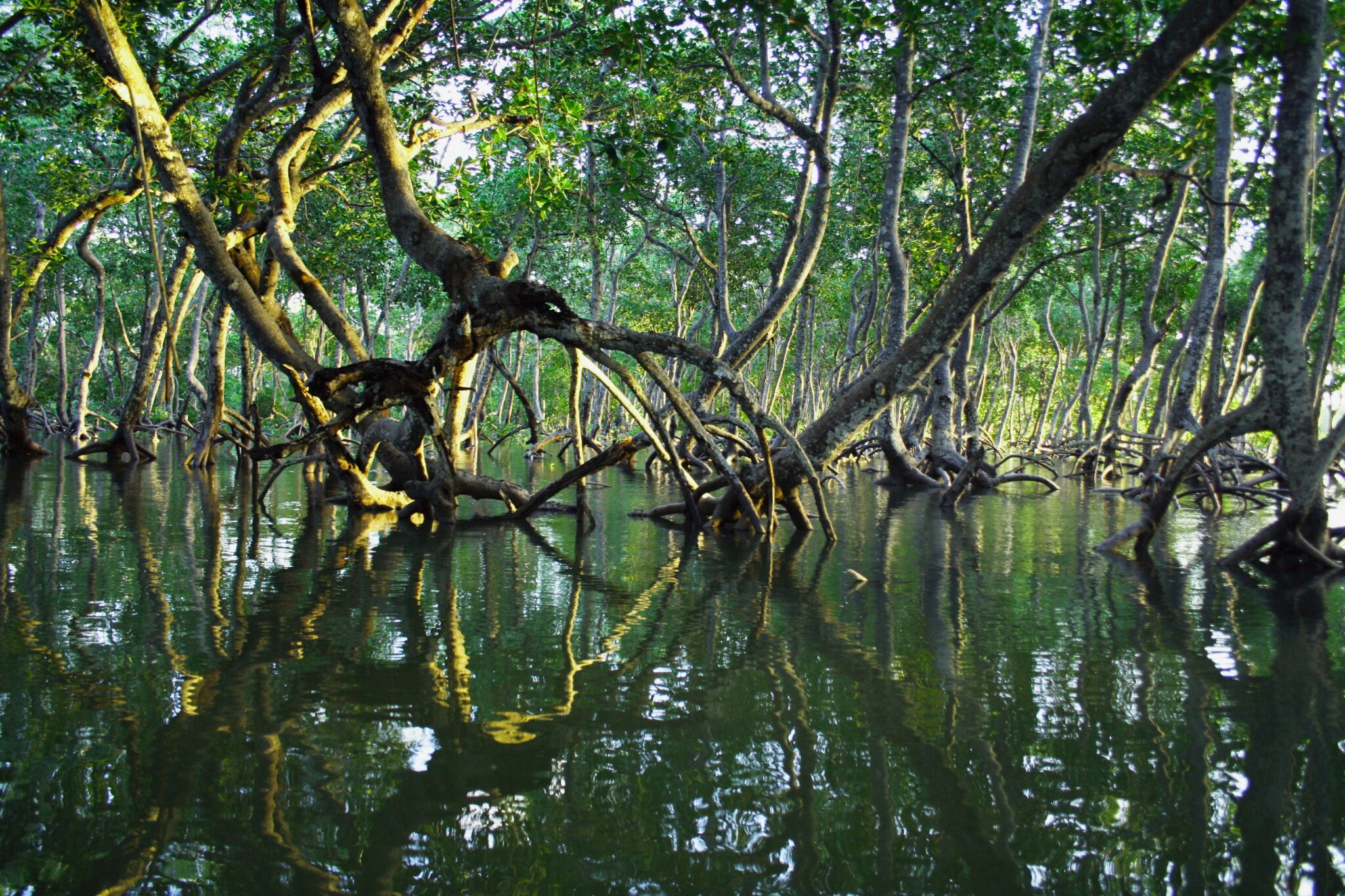 Image source - https://news.agu.org/4-30-2026-mangroves-clean-up-nitrogen-pollution-to-the-tune-of-8-7-billion-every-year/