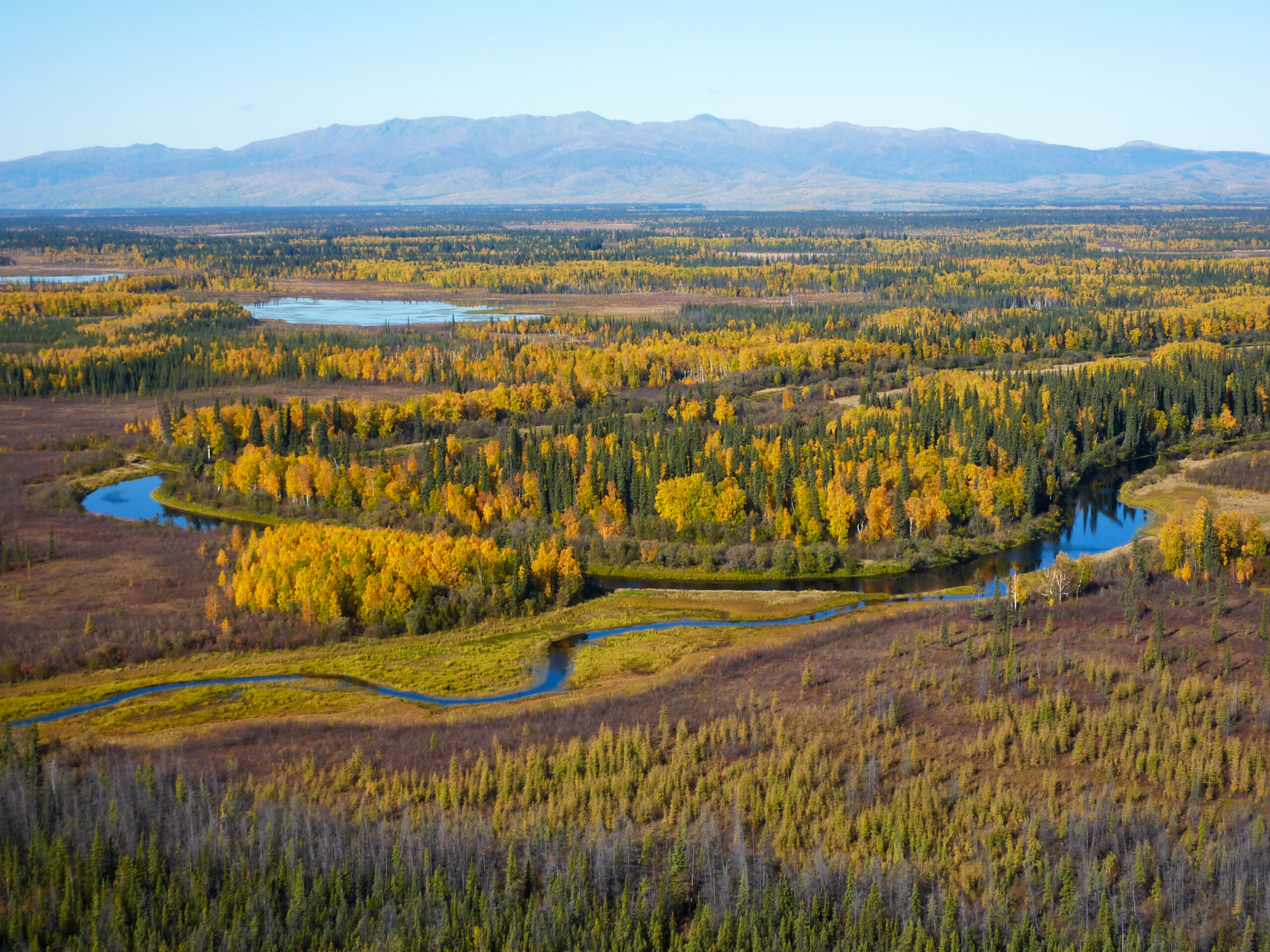 Aerial view of green evergreen trees and yellow deciduous trees along the Yukon River in Alaska with hills in the distance.