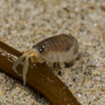 A small, shrimp-like crustacean eating seaweed on the sand.