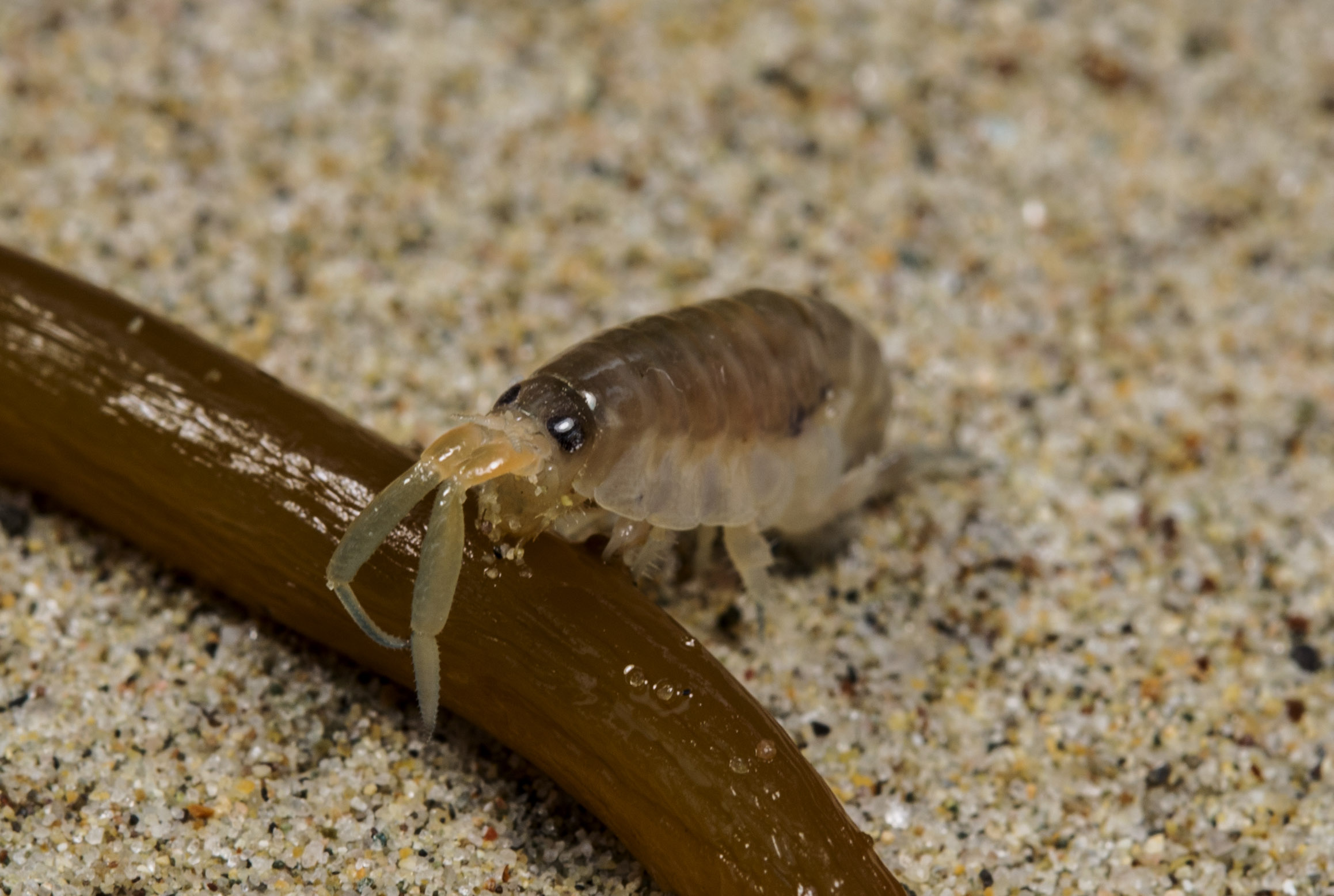 A small, shrimp-like crustacean eating seaweed on the sand.